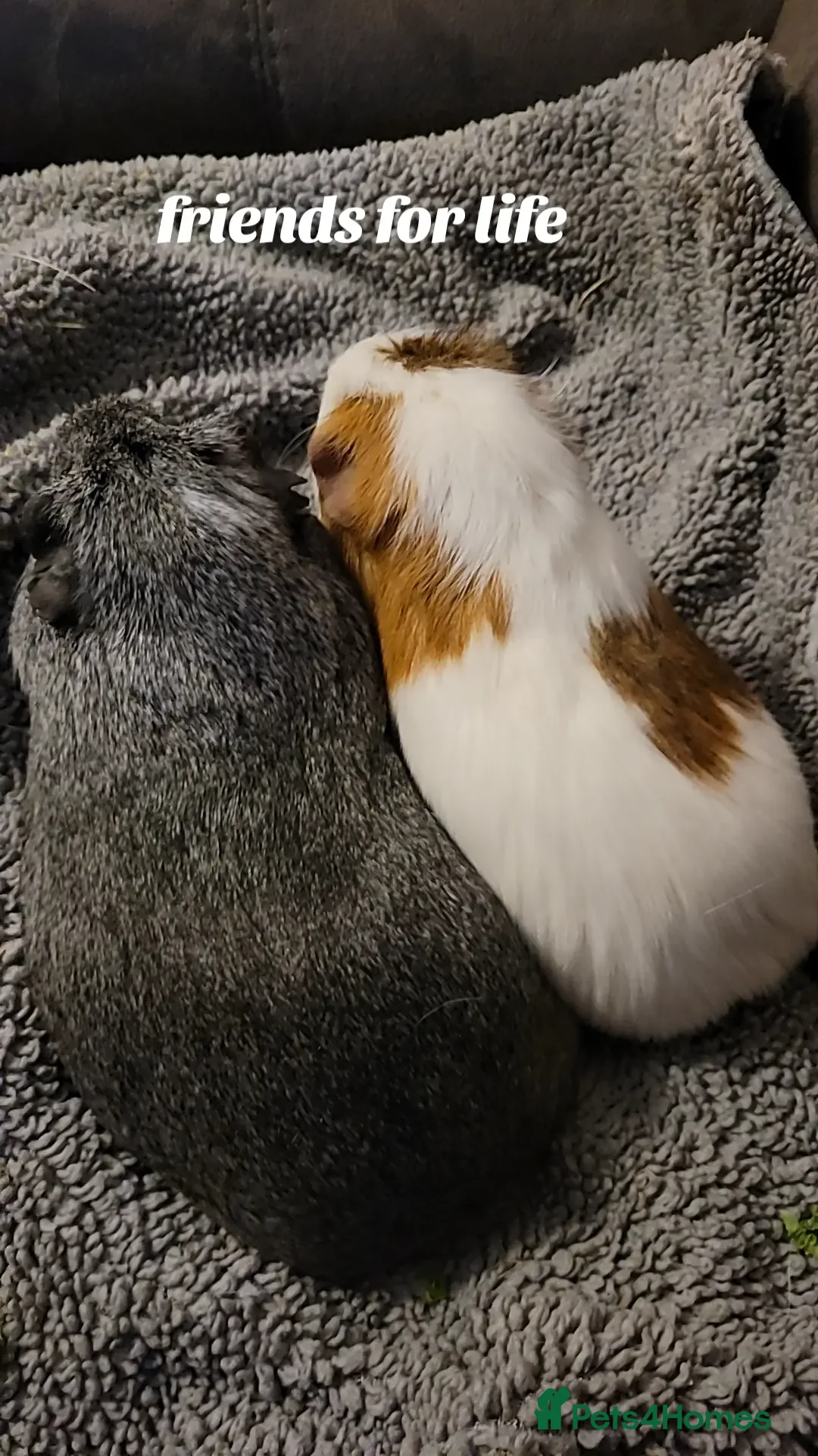Guinea Pig rodents for sale: Male and female guinea pig - Image 3