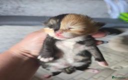 Mixed Breed cats for sale: Rare clock-face kitten, Half-Ragdoll. - Image 2