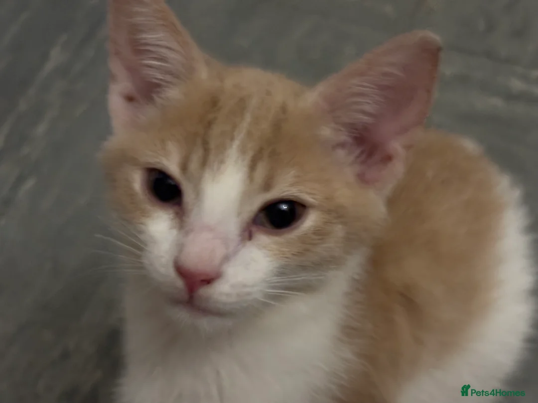 Mixed Breed cats for sale: Adorable Fluffy Kittens - Advert 2