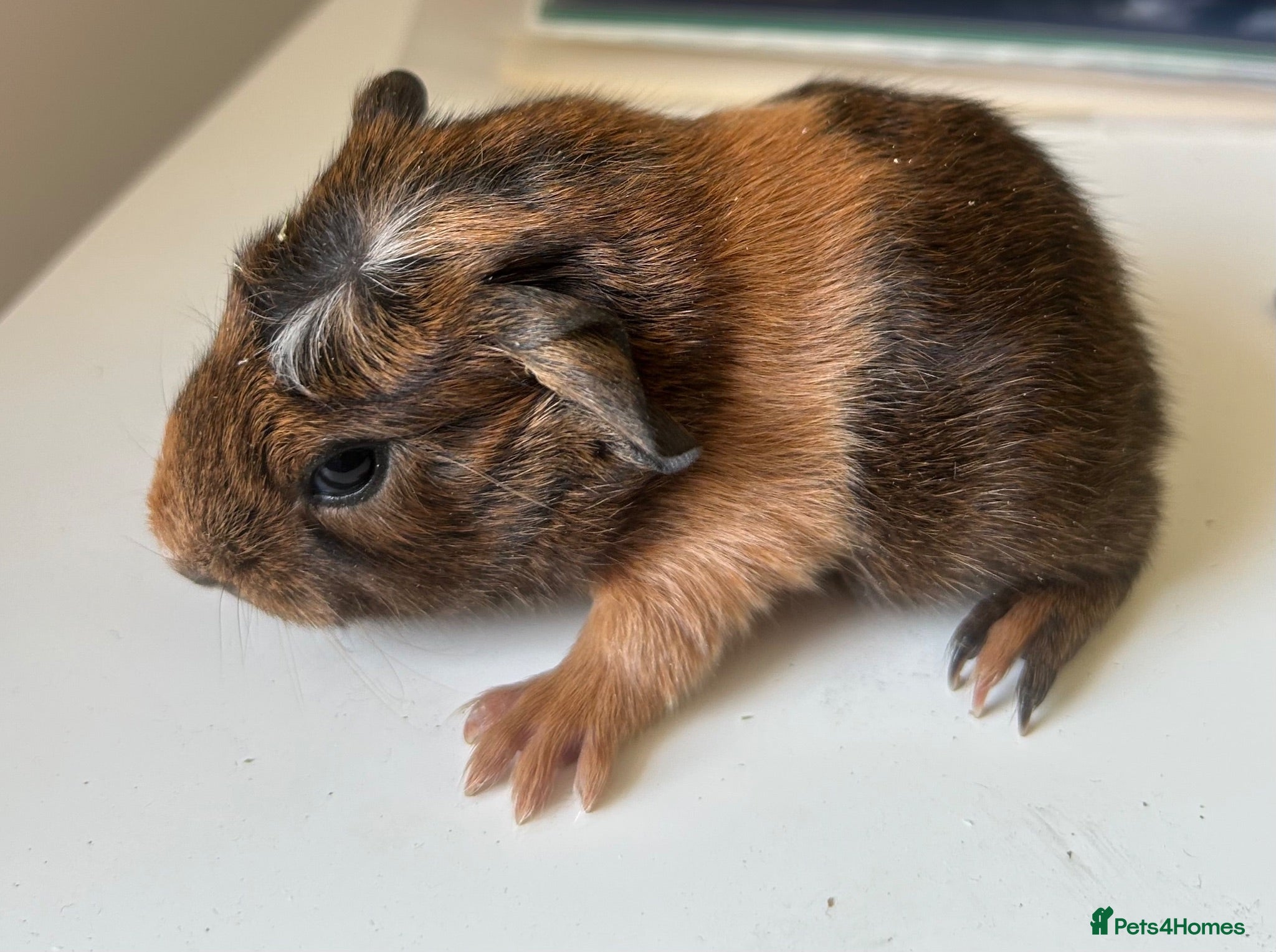 Guinea Pig rodents 2 x Funky haired baby sows  - Advert 16