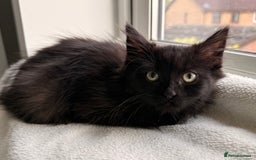 Russian Blue cats for sale: Crossed Russian Blue Kitten - Advert 3