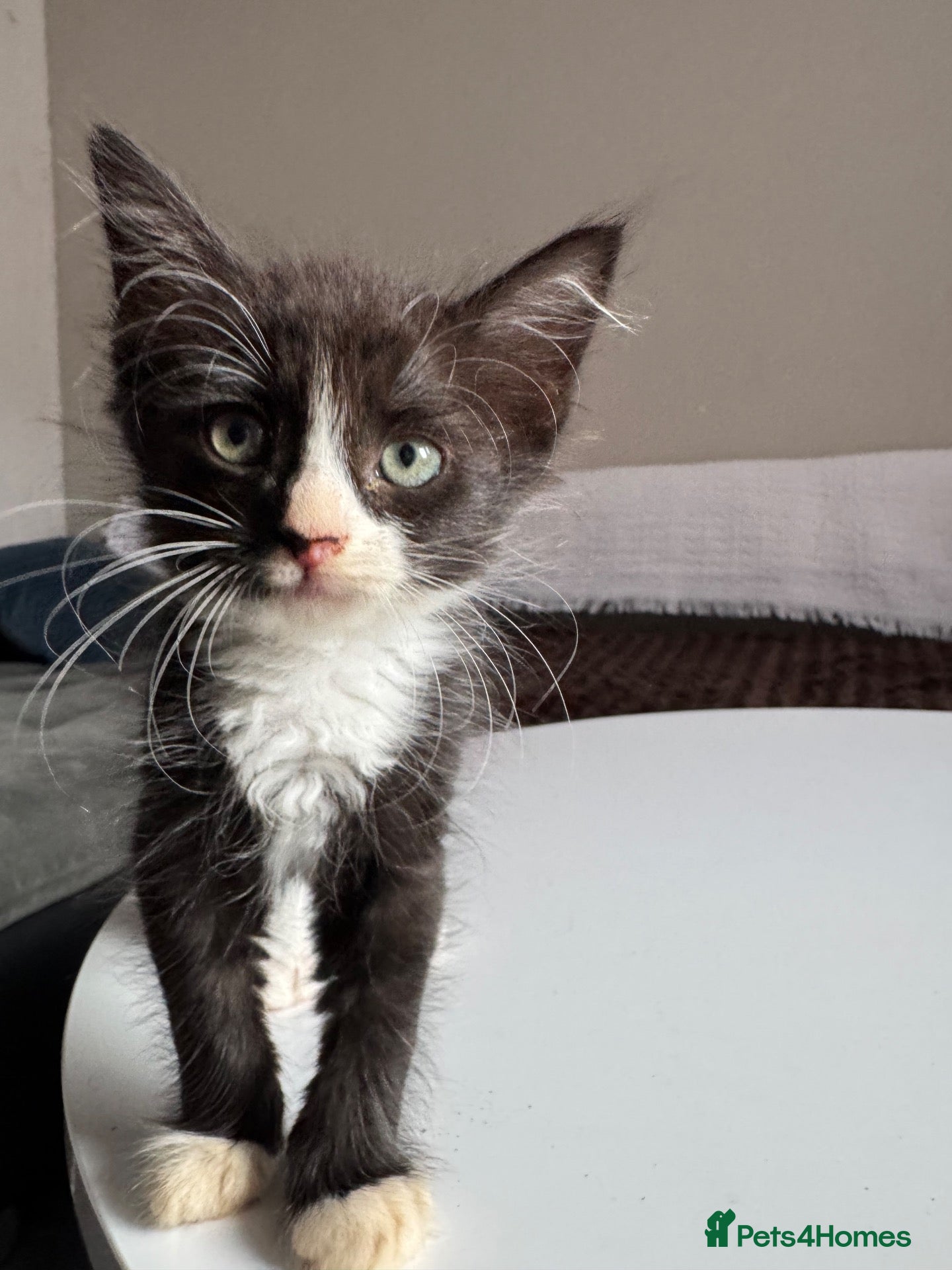 Sphynx cats Sphynx mix kittens ready now!  - Advert 5