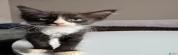 Sphynx cats for sale: Sphynx mix kittens ready now!  - Advert 1