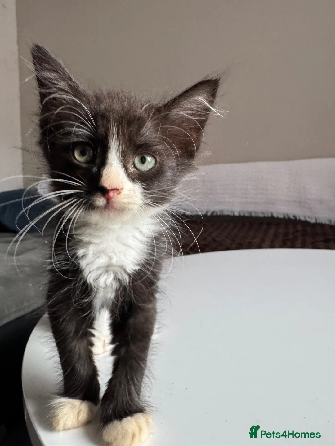 Sphynx cats for sale: Sphynx mix kittens ready now!  - Advert 1