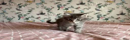 Maine Coon cats for sale: 4 beautiful playful Maine Coon kittens  in Glastonbury - Advert 5