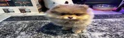 Pomeranian dogs for sale: READY NOW Super fluffy adorable Pomeranians  - Advert 4
