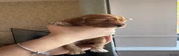 Cockapoo dogs for sale: 8 Beautiful F2 Cockapoos  - Advert 8