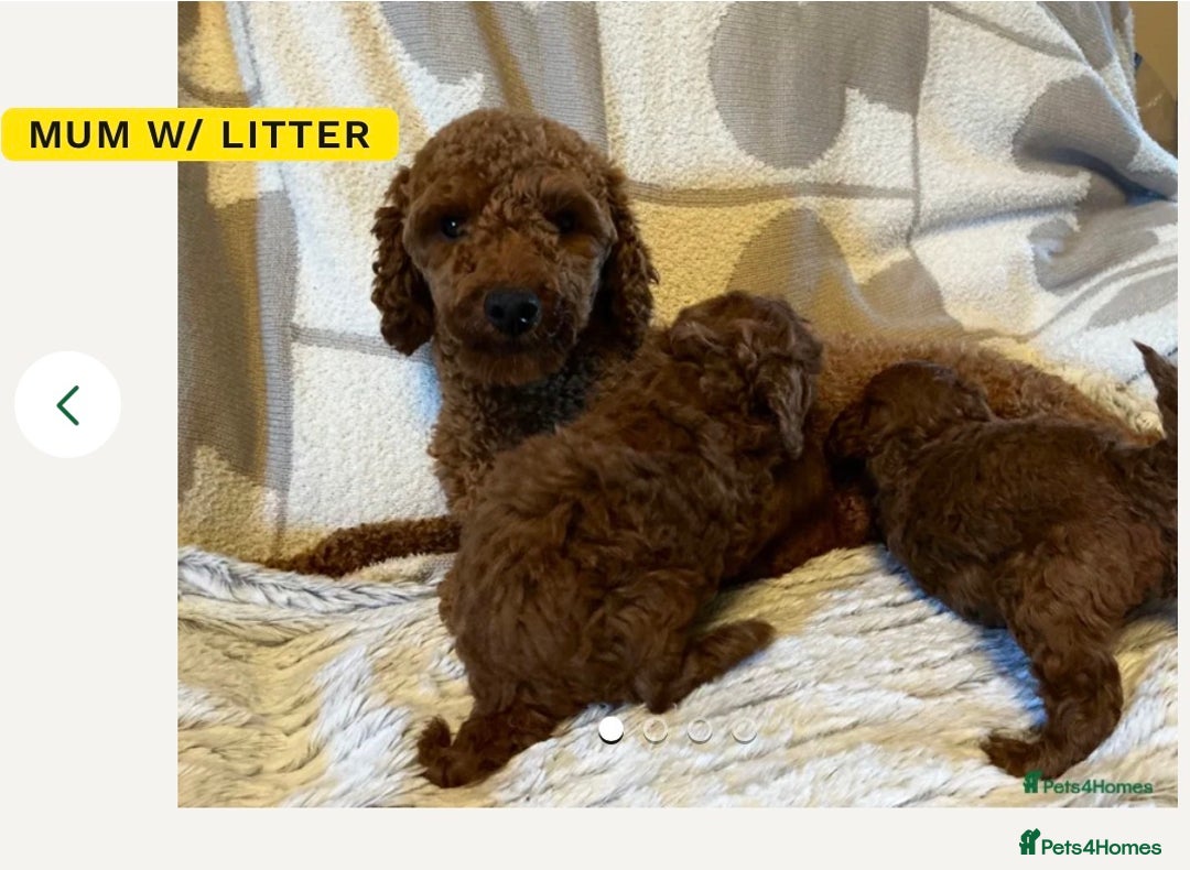 Toy Poodle dogs for sale: Deep red toy poodle  - Advert 1