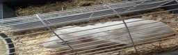 Guinea Pig rodents for sale: 4 male Guinea pigs for free!! - Advert 1