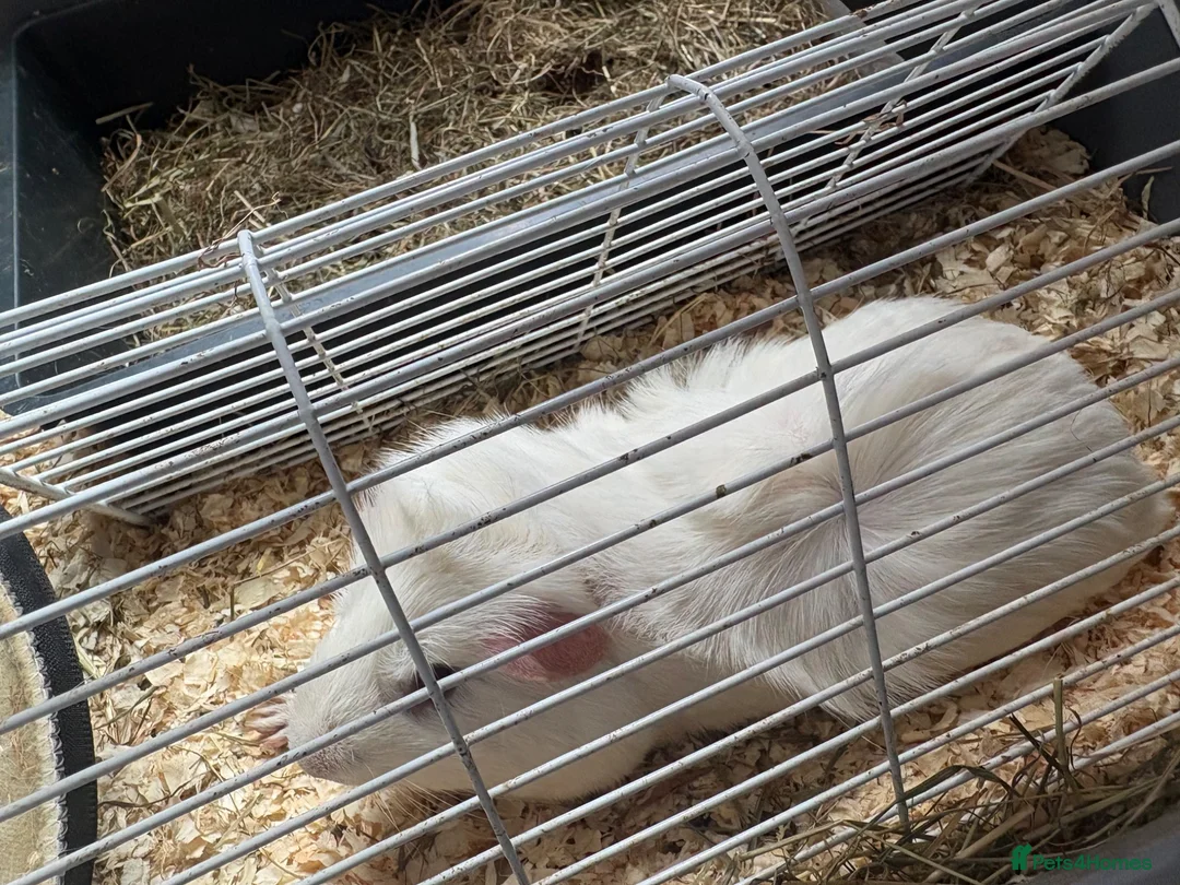 Guinea Pig rodents for sale: 4 male Guinea pigs for free!! - Advert 1
