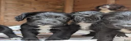 Sprocker dogs for sale: Black Sprocker Pups - Advert 13