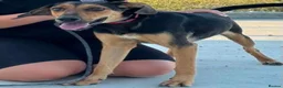 Mixed Breed dogs for adoption: Moca needs a loving home  - Advert 4