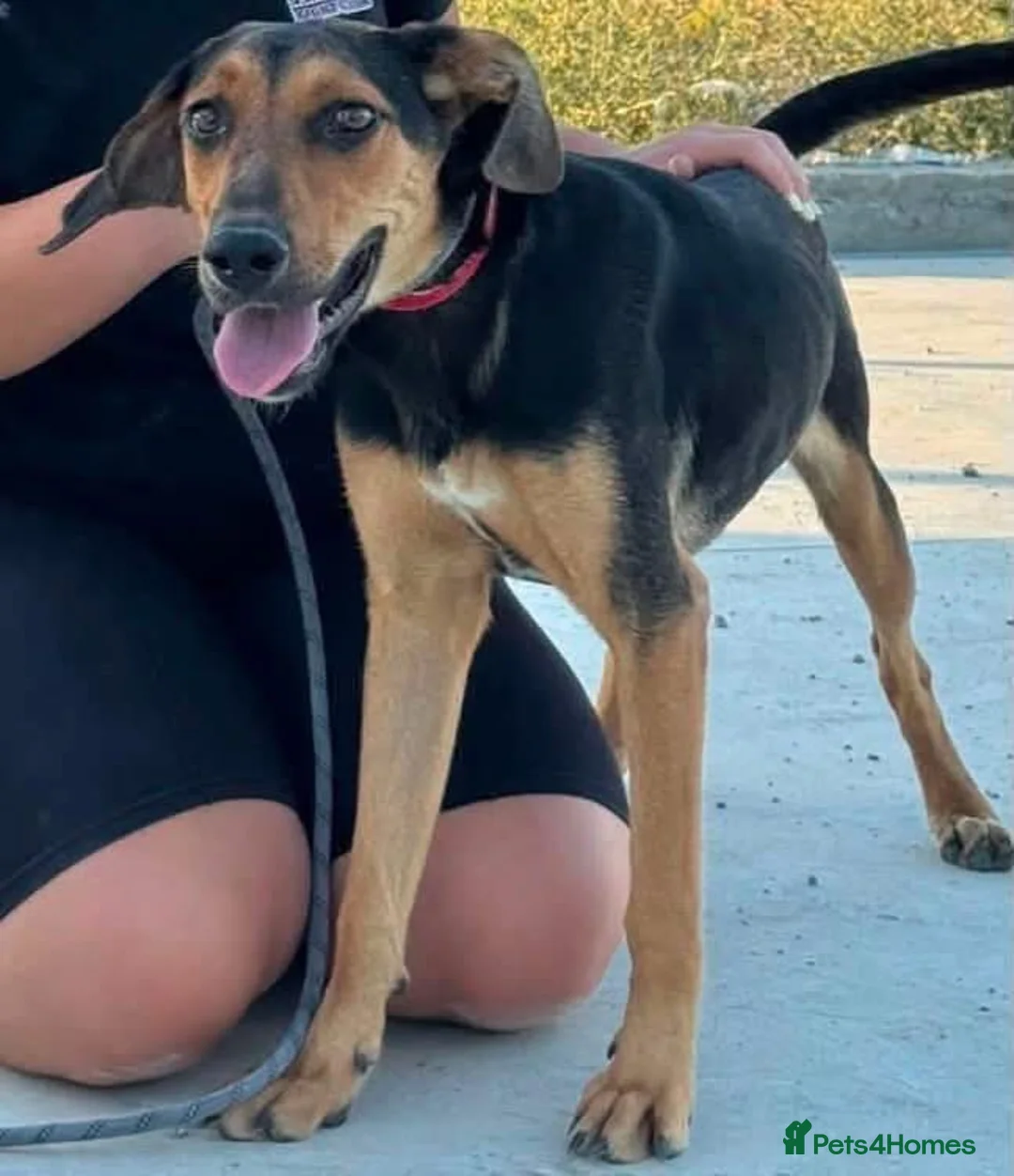 Mixed Breed dogs for adoption: Moca needs a loving home  - Advert 4