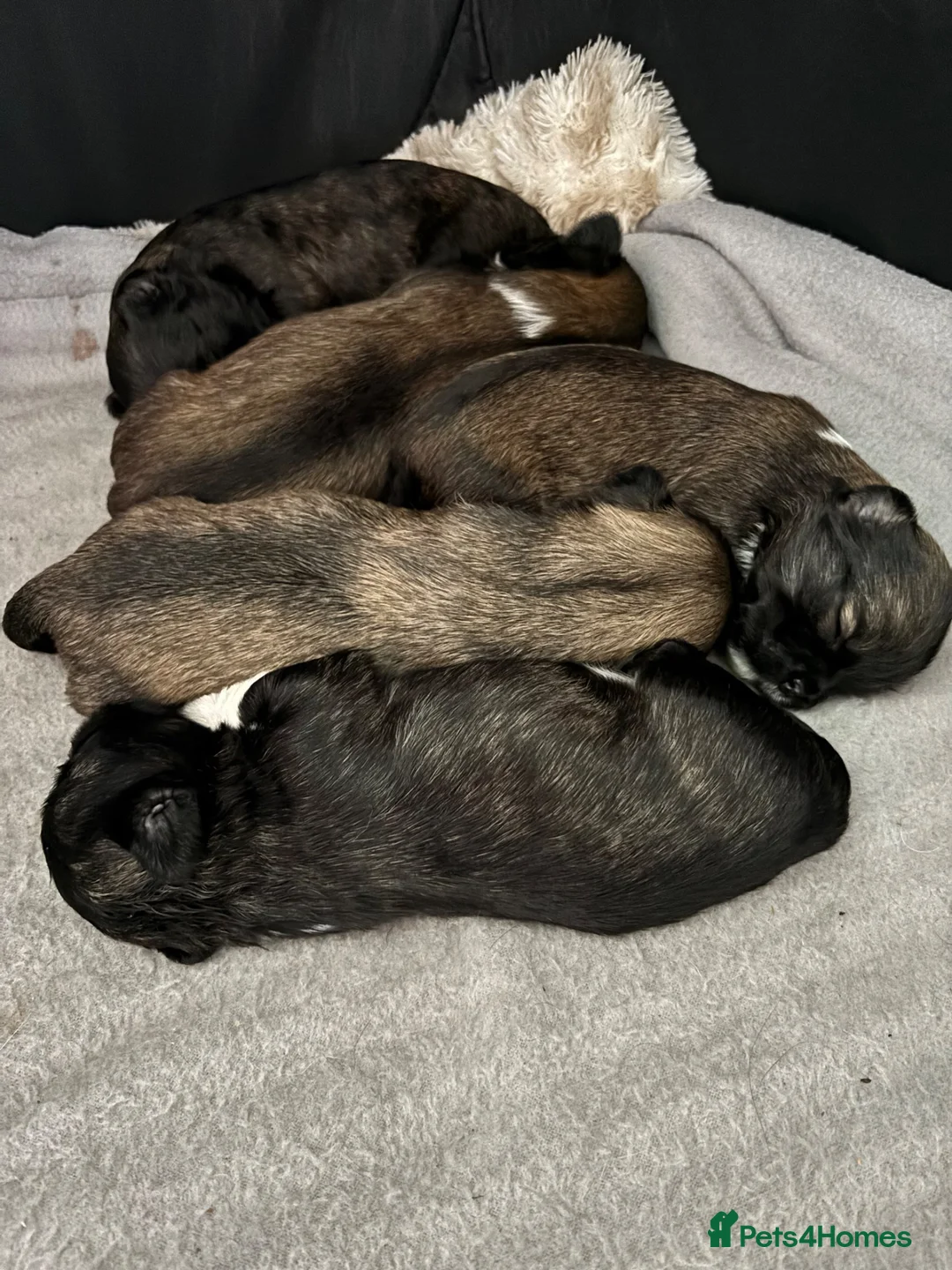 Lhasa Apso dogs for sale: Lhasa Apso puppies  - Advert 10