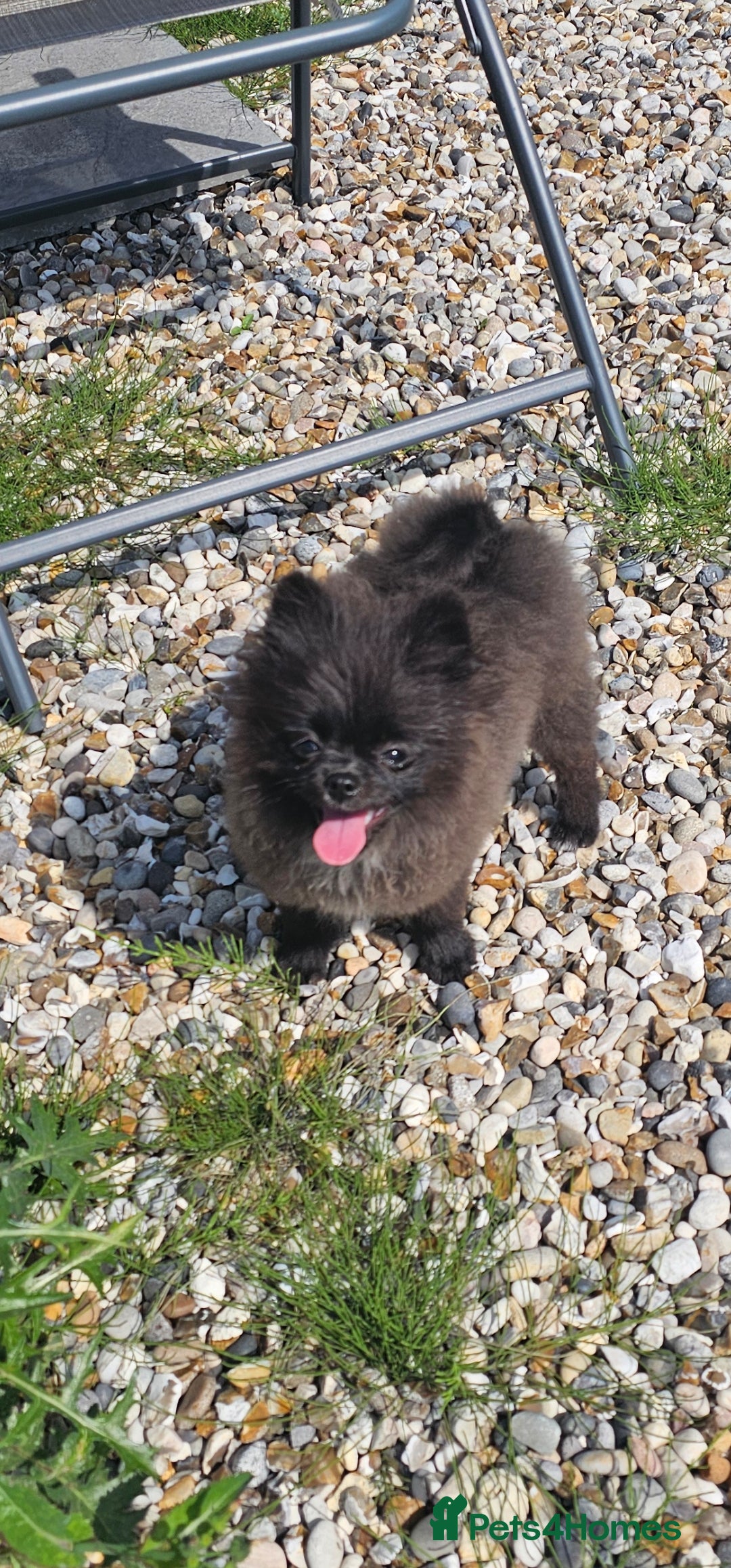 Pomeranian dogs for sale: Pomeranian Girls For Sale  - Image 6