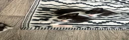 Mixed Breed cats for sale: Kittens rehoming  - Advert 4