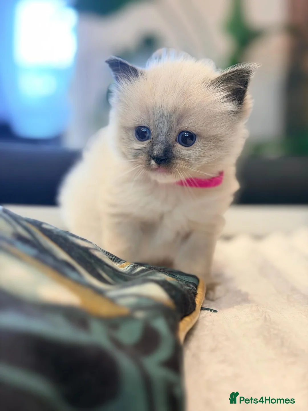 Ragdoll cats for sale: Beautiful Ragdoll Kittens Ready Soon 🐾 - Advert 2