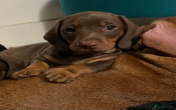 Dachshund dogs for sale: Beautiful male dachshund for sale  - Image 3