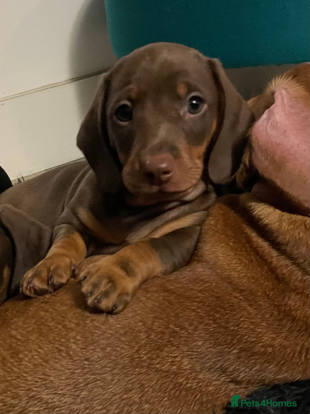 Dachshund dogs for sale: Beautiful male dachshund for sale  - Image 3