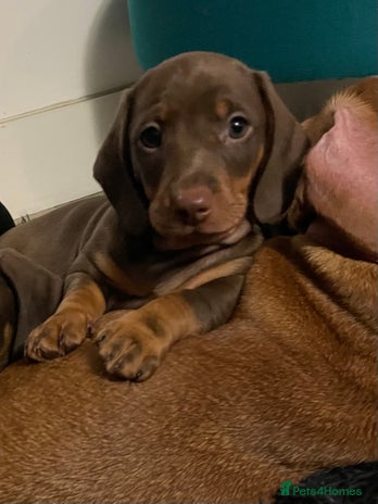 Dachshund dogs - Advert 7