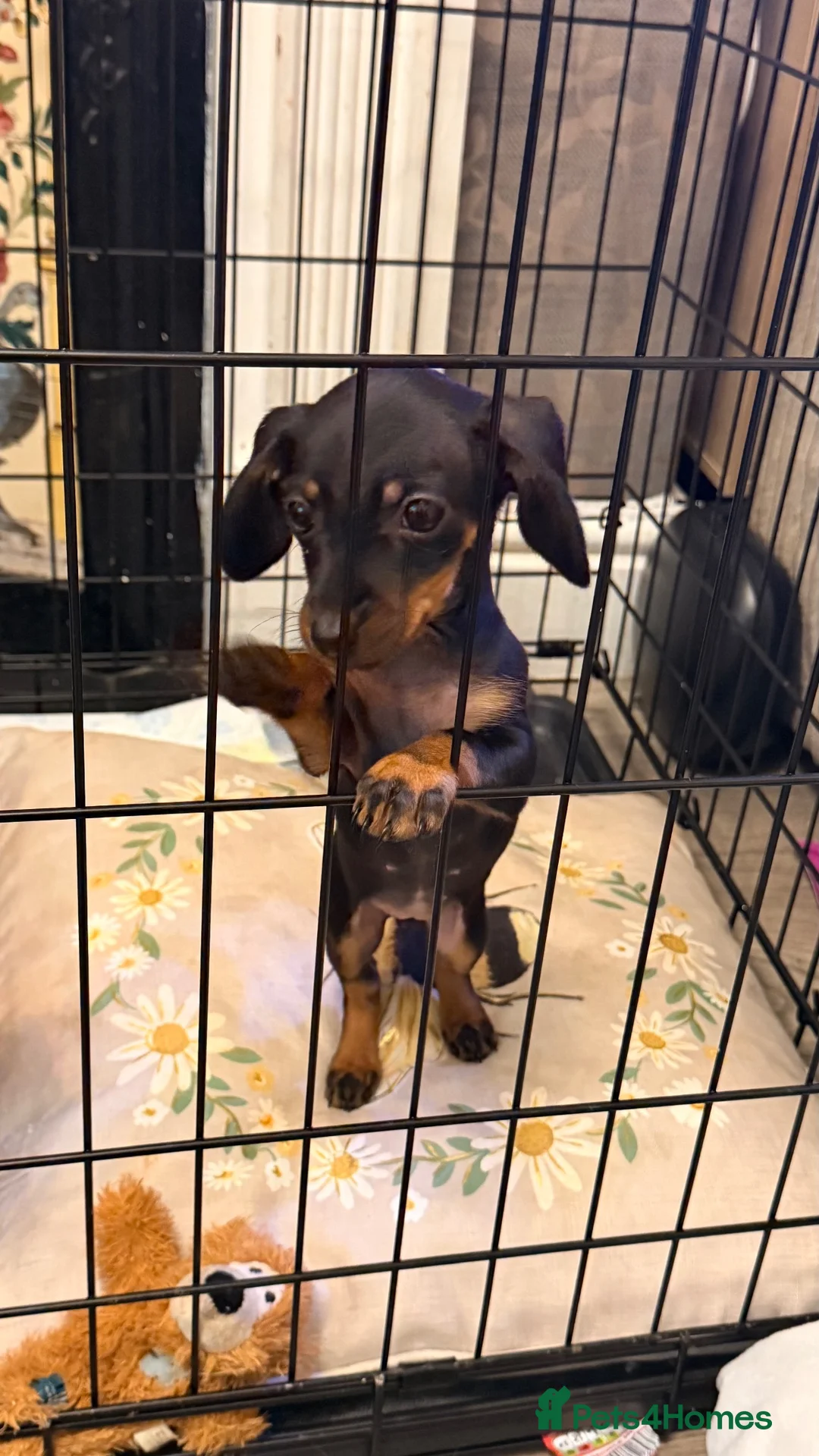 Miniature Dachshund dogs for sale: !!!READY NOW!!! Miniature Dachshund Puppies - Advert 2