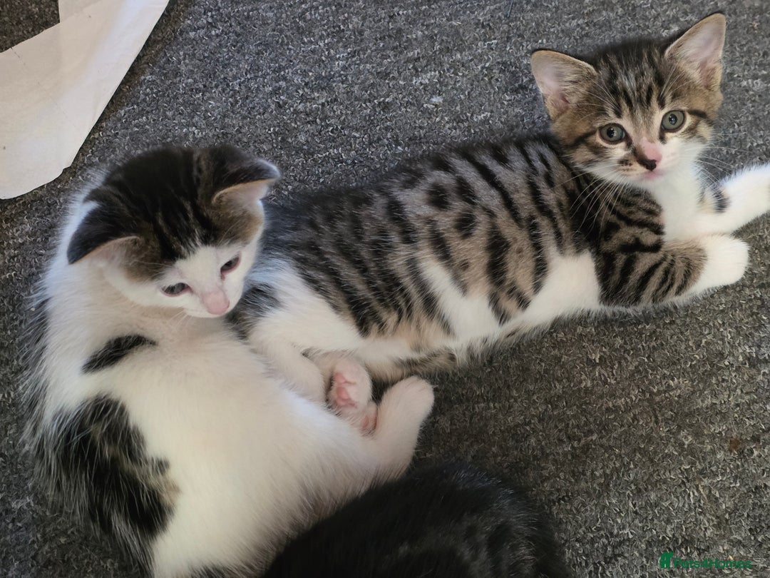 Mixed Breed cats for sale: Kittens  - Image 3