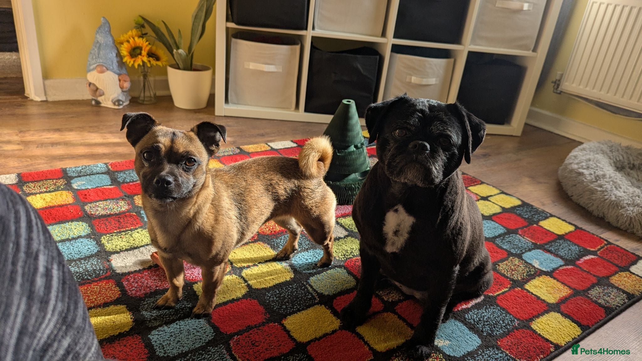 Mixed Breed dogs Two jugs need loving home. - Advert 7