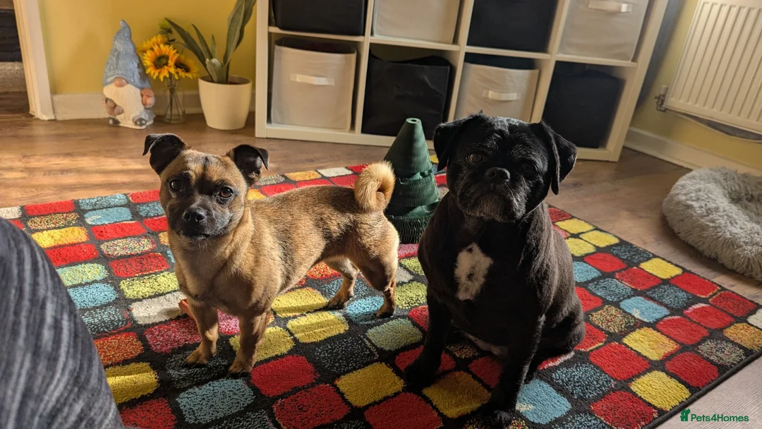 Mixed Breed dogs for sale: Two jugs need loving home. in Ammanford - Advert 1