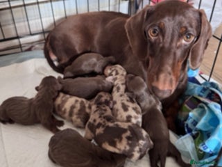 Dachshund dogs - Advert 15