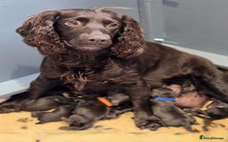 Cocker Spaniel dogs for sale: Handsome male cocker pup - Image 6