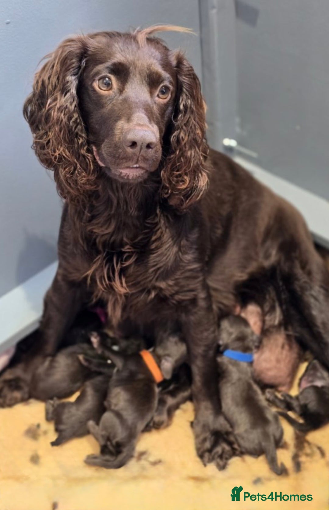 Cocker Spaniel dogs for sale: Handsome male cocker pup - Image 6