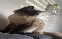 Ragdoll cats for sale: 5 Adorable Ragdoll Kittens🐾 - Image 39