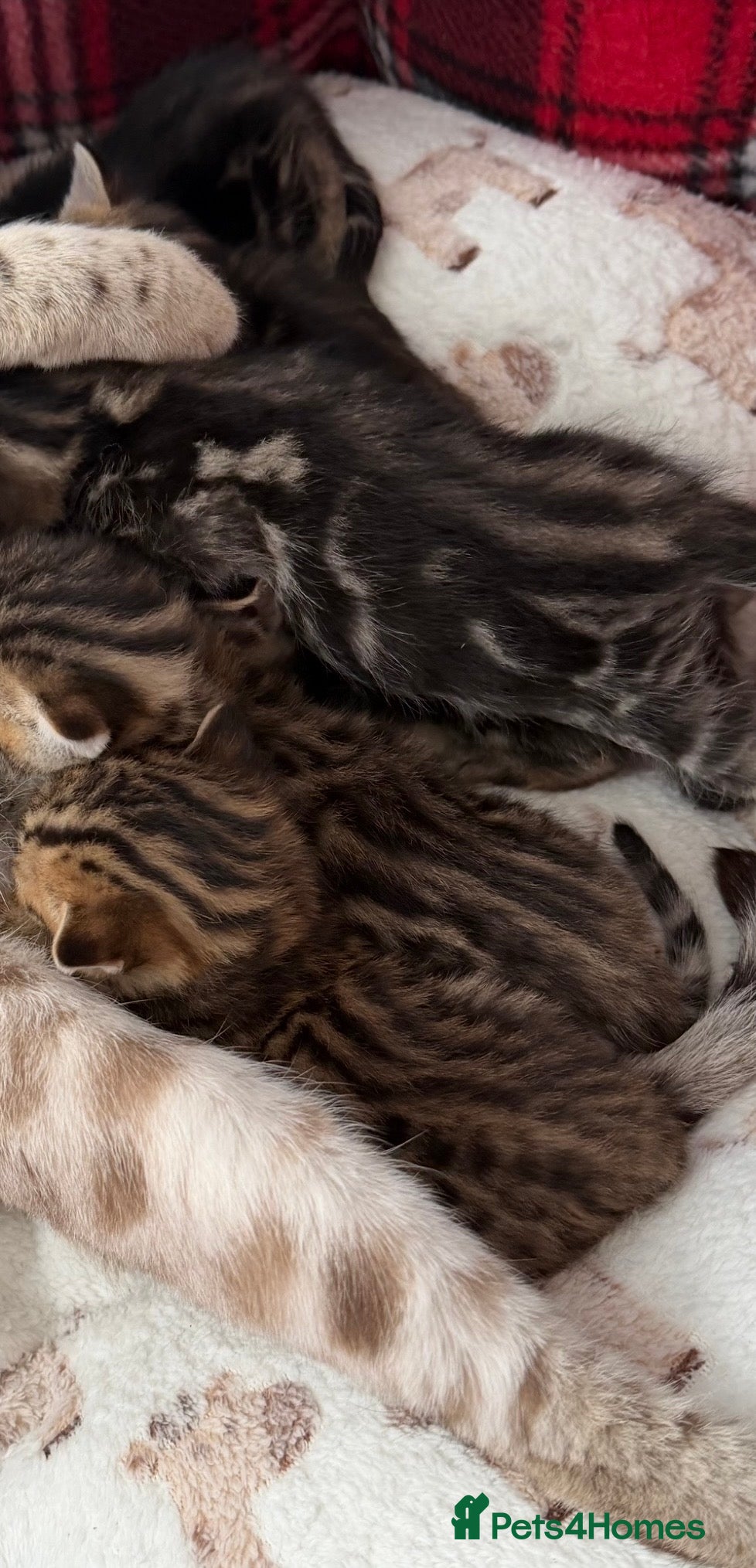 Bengal cats Bengal kittens Mum is Tica registered Active  - Advert 2