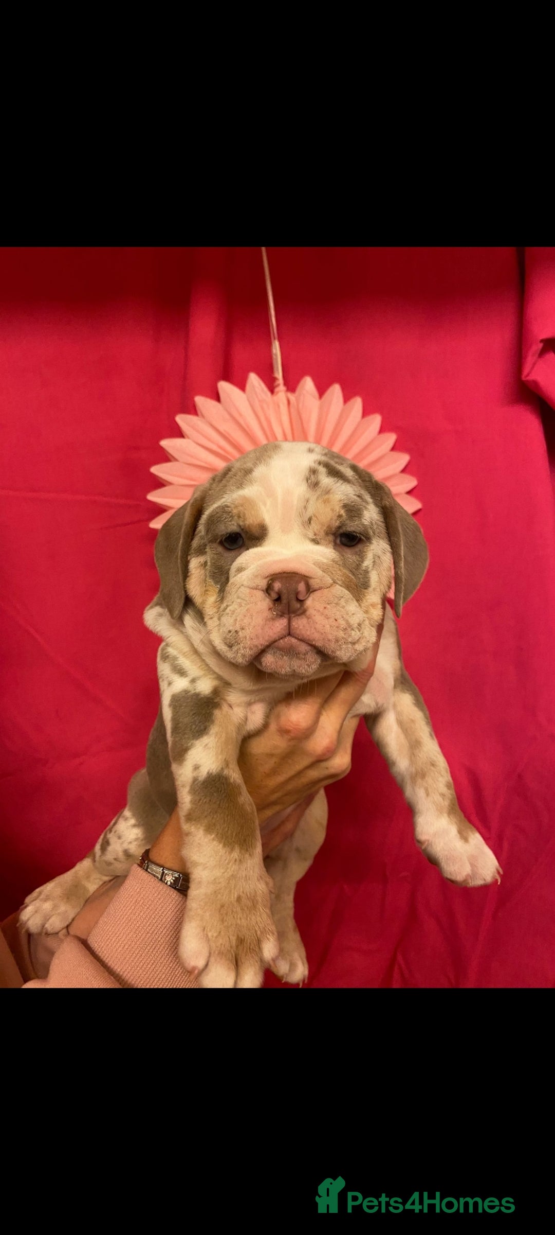 Mixed Breed dogs for sale: F1 olde English bulldog - Advert 11
