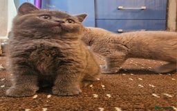 British Shorthair cats for sale: BSH BLUE AND BSH GOLD KITTENS Ready now! - Image 11