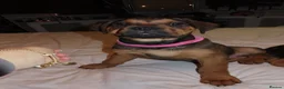 Mixed Breed dogs for sale: Rottweiler x Old Tyme Bulldog Puppies 6 months old - Advert 4
