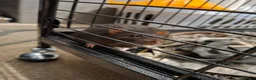 Rat rodents for sale: 2 Boy Rats in Tunbridge Wells - Advert 4