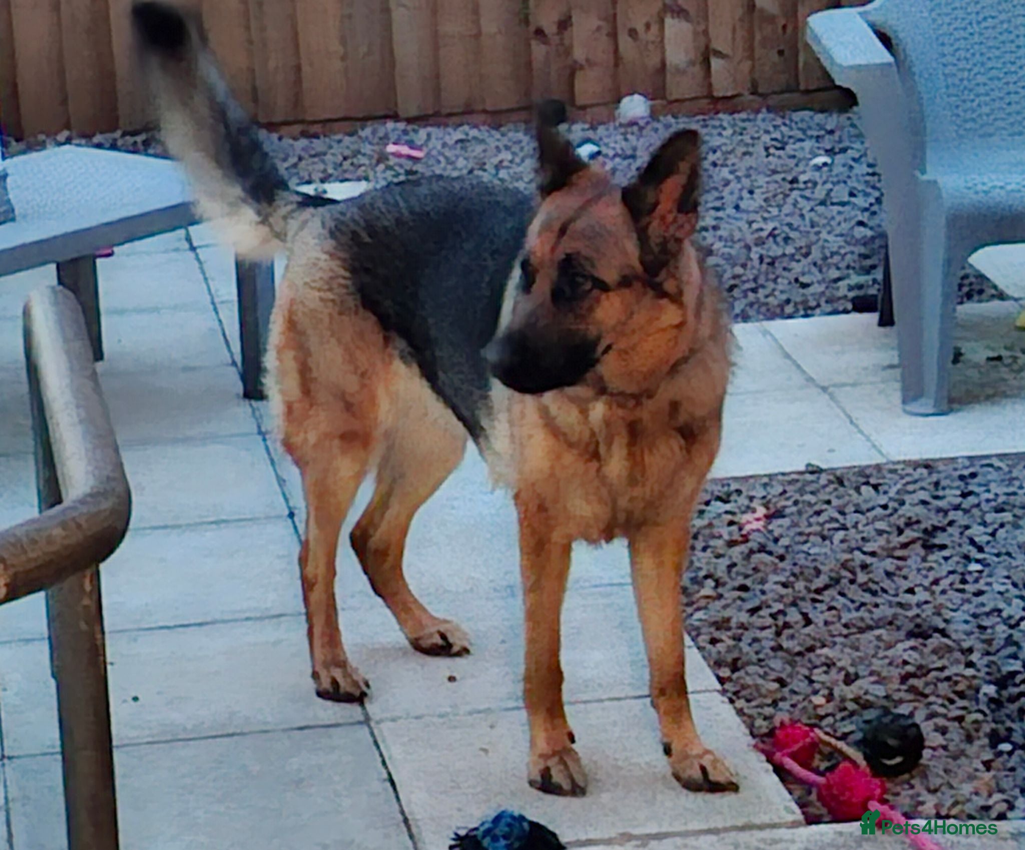 German Shepherd dogs Sasha - Advert 1