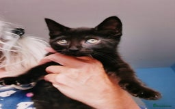 Mixed Breed cats for sale: Mixed breed kittens for sale - Image 6