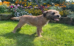 Border Terrier dogs for stud: KC SLEM Clear Border Terrier for Stud - Image 3