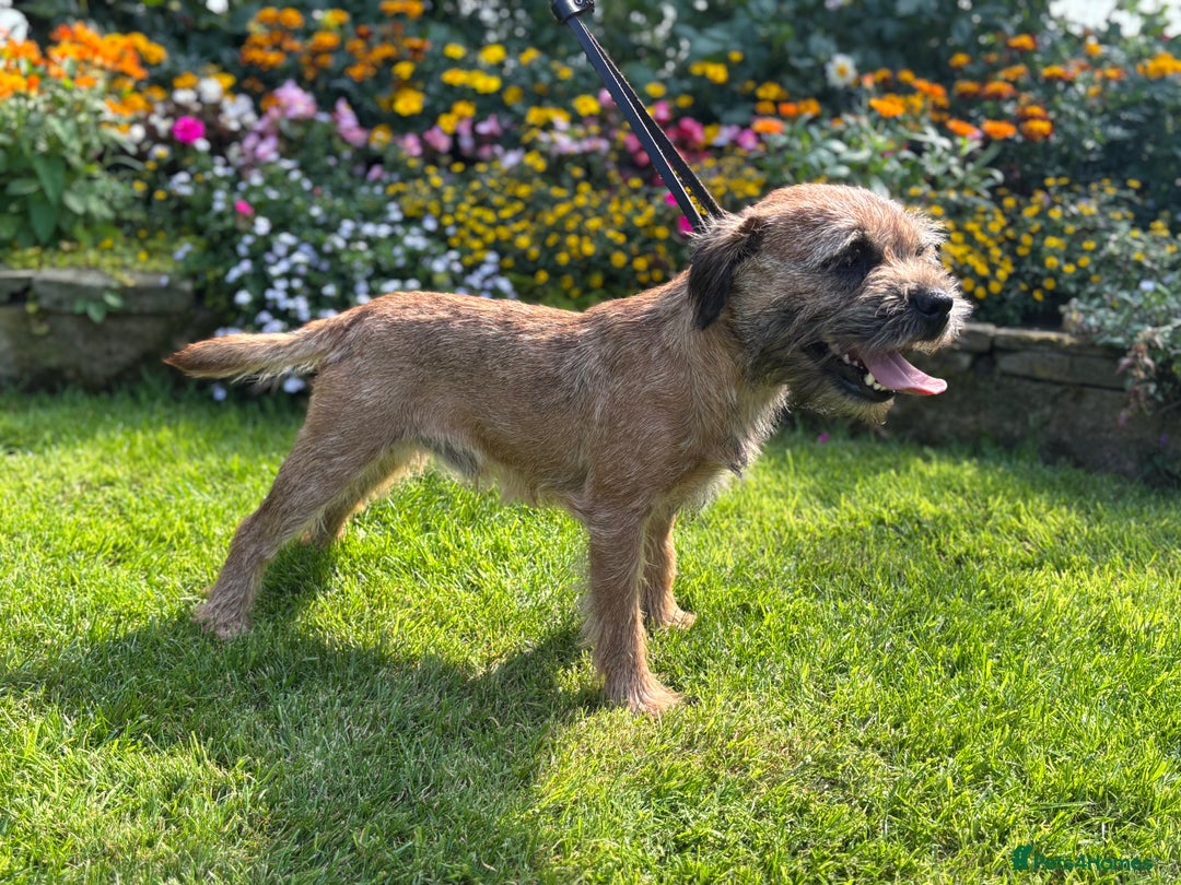 Border Terrier dogs for stud: KC SLEM Clear Border Terrier for Stud - Image 3