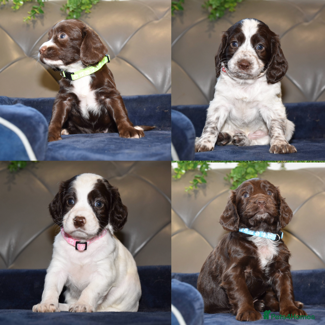 Cocker Spaniel dogs Kc Reg Health Tested Cocker Spaniel Puppies - Advert 7