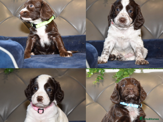 Cocker Spaniel dogs Kc Reg Health Tested Cocker Spaniel Puppies - Advert 1