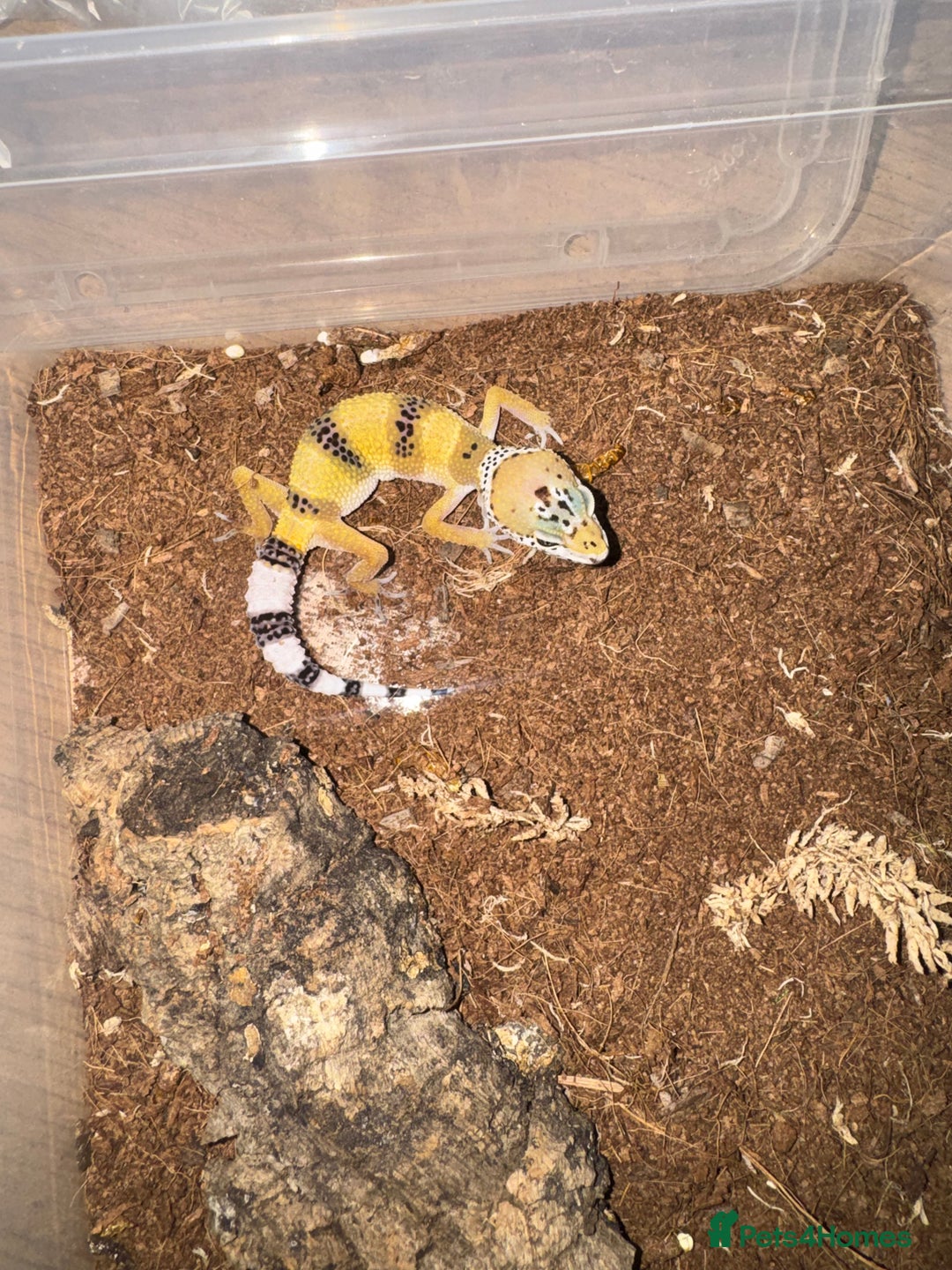 Gecko reptiles for sale: Leopard geckos CB 2025  - Image 5