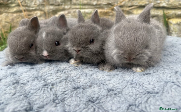 Netherland Dwarf rabbits - Advert 5