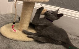 Russian Blue cats for sale: Russian Blue Kittens - Image 25