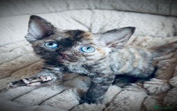 Devon Rex cats for sale: GCCF registered Pedigree Devon Rex Kittens Champ.  - Image 5