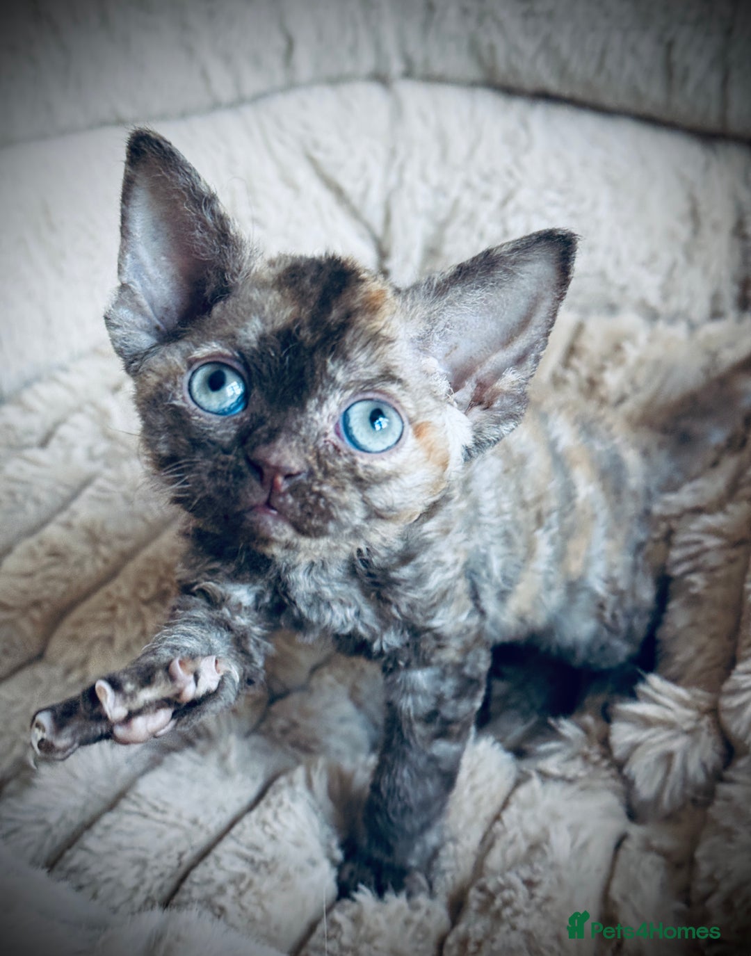 Devon Rex cats for sale: GCCF registered Pedigree Devon Rex Kittens Champ.  - Image 5
