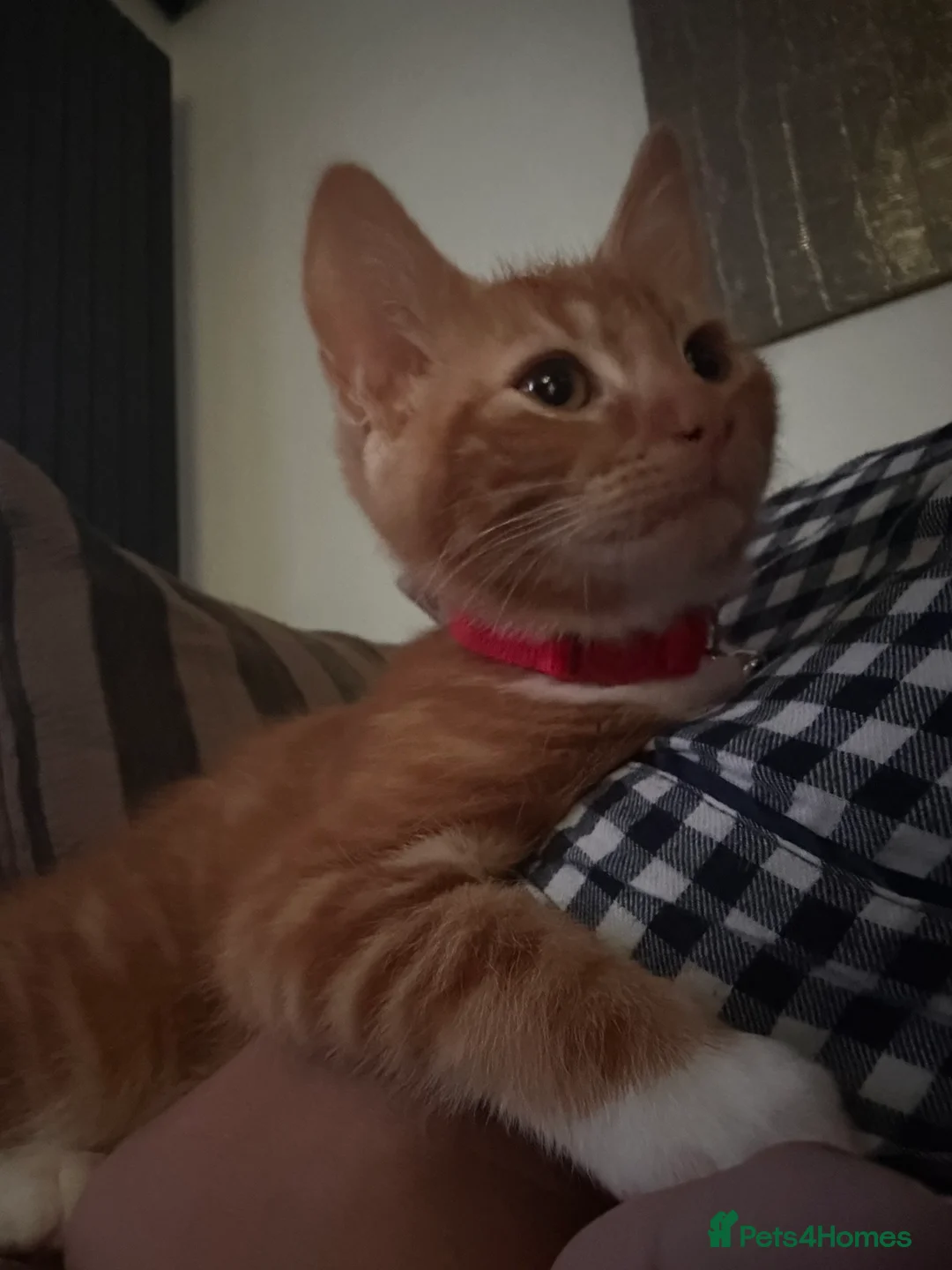 Mixed Breed cats for sale: Male Ginger Kitten - Advert 2