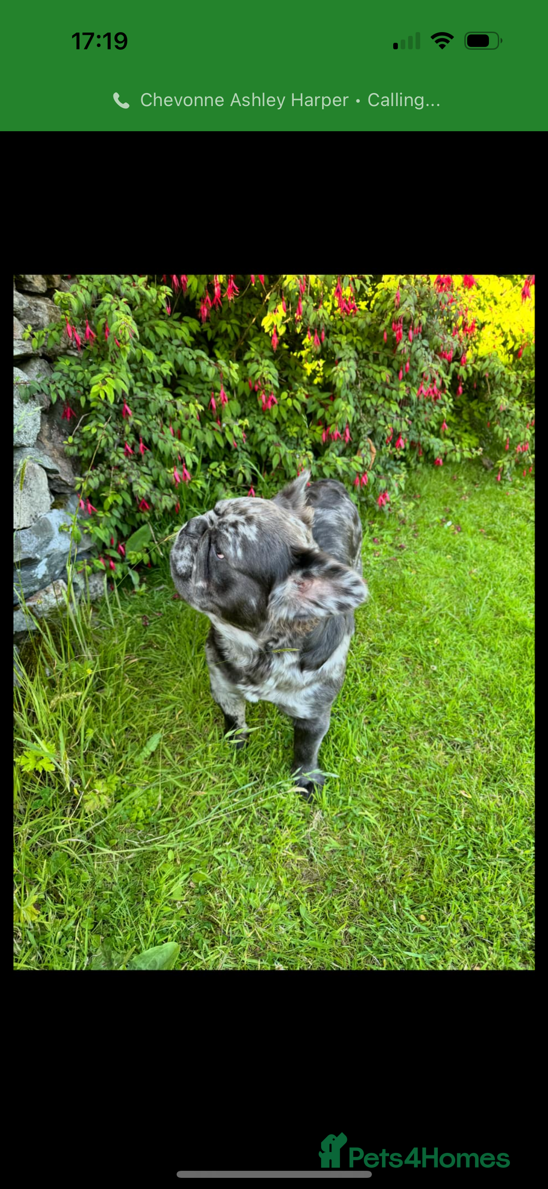French Bulldog dogs for stud: Rare silver marble fluffy French bulldog - Image 4